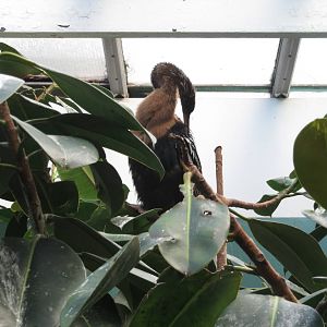 Anhinga - Aquatic Birds House 031215