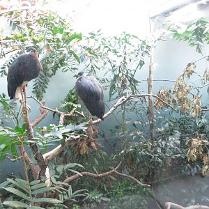 Storms Storks - Aquatic Birds House 031215