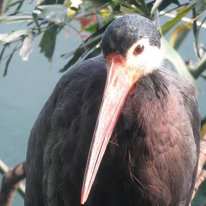 Storms Stork - Aquatic Birds House 031215