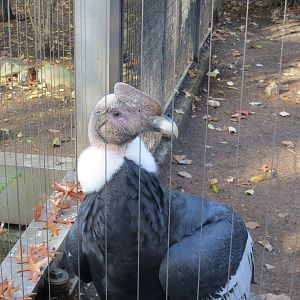 Andean Condor 031215