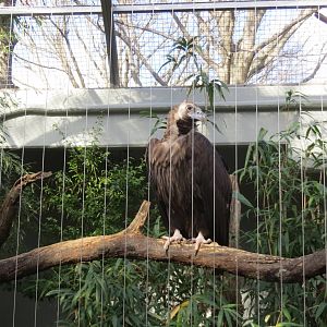 Cinereous Vulture 031215