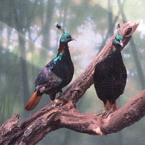 Himalayan Monals 031215