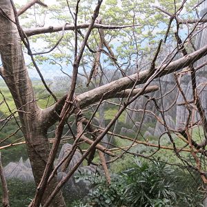 Coquerels Sifaka Enclosure - Madagascar 031215