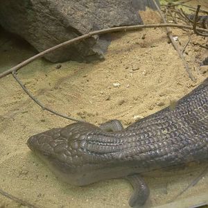 Reptile Discovery Center - Northern Blue-Tongued Skink