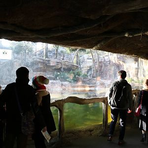 Tiger viewing area, February 2016