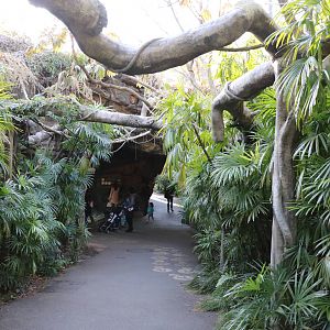 Path to the gorillas, February 2016