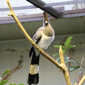 White-bellied go-away bird, February 2016