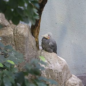 Great slaty woodpecker, February 2016