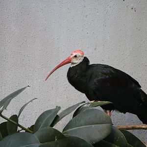 Southern bald ibis, February 2016
