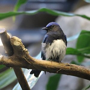 Blue-and-white flycatcher, February 2016