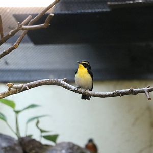 Narcissus flycatcher, February 2016
