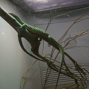 Reptile Discovery Center - Monitor (forgot species)