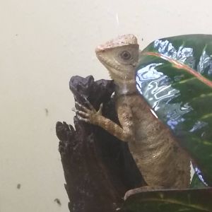 Reptile Discovery Center - Species help needed