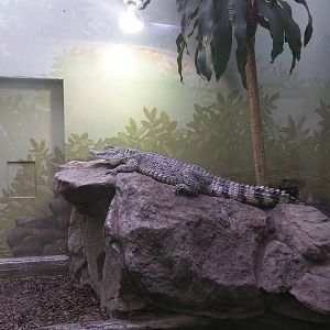 Reptile Discovery Center - Mindy, The Philippine Crocodile
