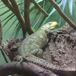 Reptile Discovery Center - Caiman Lizard
