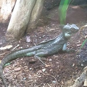 Reptile Discovery Center - Green Crested Basilisk