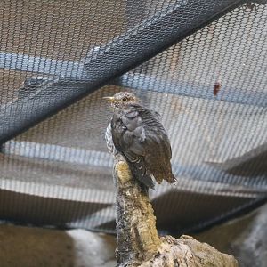 Lesser cuckoo, February 2016