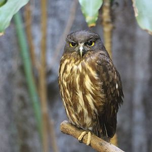 Brown hawk owl, February 2016