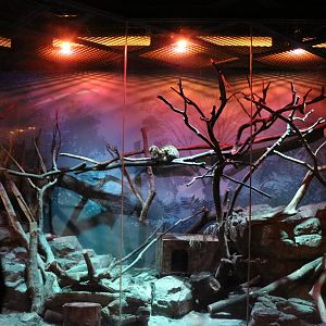 Leopard cat enclosure, February 2016