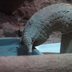 Pangolin, February 2016