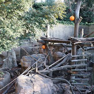 Japanese black bear & masked palm civet enclosure, February 2016