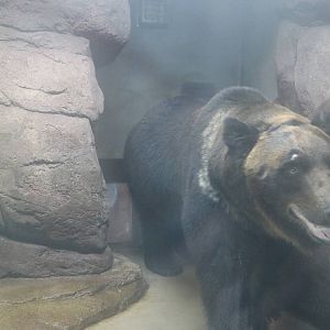 Hokkaido brown bear, February 2016