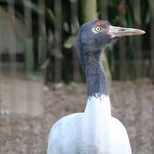 Black-necked crane, February 2016