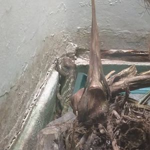 Reptile Discovery Center - Prehensile tailed skink just chilling.