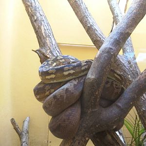 Reptile Discovery Center - Timor Python