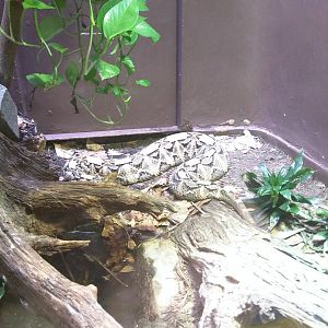 Reptile Discovery Center - Gaboon Viper