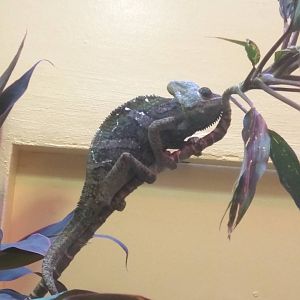 Reptile Discovery Center - Veiled chameleon