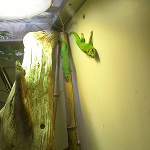 Reptile Discovery Center - Madagascar Day Gecko