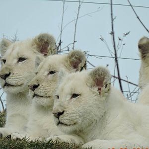 White Lion cubs