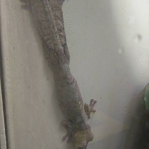 Reptile Discovery Center - Leaf Tailed Gecko
