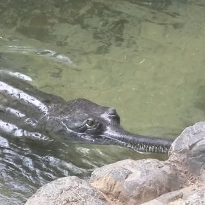 Reptile Discovery Center - Gharial