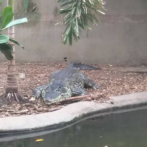 Reptile Discovery Center - Cuban Crocodile