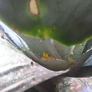 Reptile Discovery Center - Panamanian Golden Frog