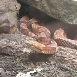 Reptile Discovery Center - Northern Copperhead