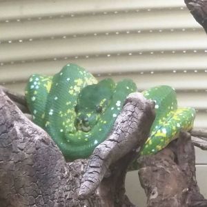 Reptile Discovery Center - Green Tree Python