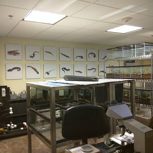 Reptile Discovery Center - Appalachian salamander lab