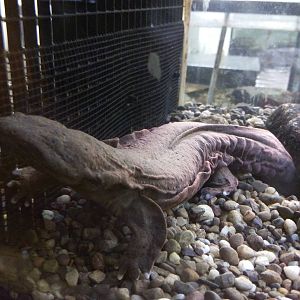 Reptile Discovery Center - Hellbender