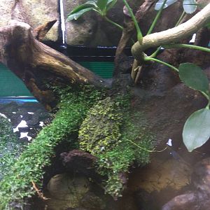 Reptile Discovery Center - Mossy Frog