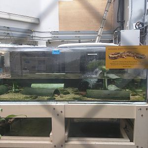 Reptile Discovery Center - Japanese Giant Salamander Exhibit