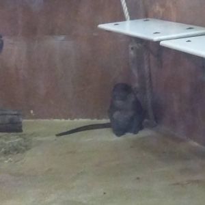 Think Tank - Allens Swamp Monkey