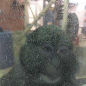 Think Tank - Allens Swamp Monkey