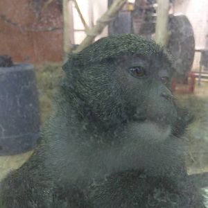 Think Tank - Allens Swamp Monkey