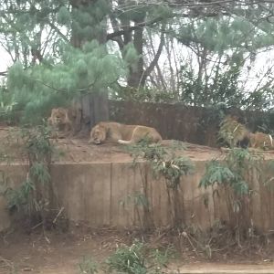 Great Cats - African Lion