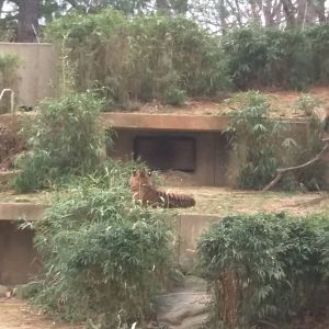 Great cats - Sumatran Tiger Just staring at the wall.