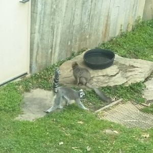 Lemur Island - Ring Tailed and Red Fronted Lemur
