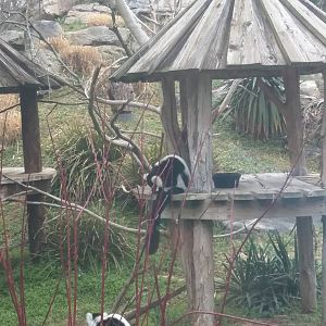 Lemur Island - Black and White Ruffed Lemur